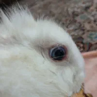 خرگوش چشم دورنگ|موش و خرگوش|قم, شاه ابراهیم|دیوار