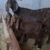 فروش یک راس شاه بز پاکستانی