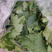 برگ انگور