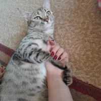 گربه دی اس اچ|گربه|شیراز, کوشک میدان|دیوار