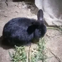 خرگوش لوپ ومعمولی|موش و خرگوش|گرگان, |دیوار