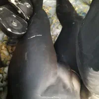 دو عدد نیم تنه   ویک جفت پا عدد دست دو توافقیم|فروشگاه و مغازه|تهران, شهرک صدرا|دیوار