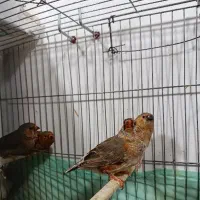 نر هاف اورنج با کیفیت