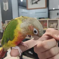 گرین چیک با قفس|پرنده|قم, باغ اشرافی|دیوار