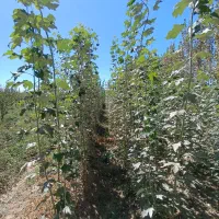 قلمه|گل و گیاه طبیعی|میاندوآب, |دیوار