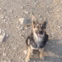 سگ ژرمن اصیل