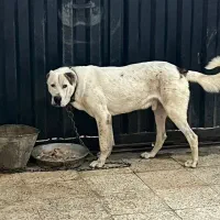 سگ الابای|سگ|شهریار, شهریار|دیوار