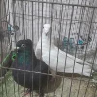 کفتر نر شکار|پرنده|رفسنجان, |دیوار