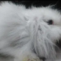خرگوش نژاد دار