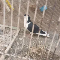 دمگیر نر|پرنده|اصفهان, فردوان|دیوار