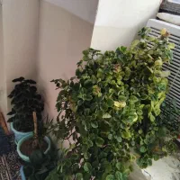 گل وگلدان|گل و گیاه طبیعی|آبدانان, |دیوار