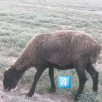 میش بره کوه