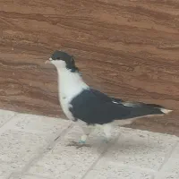 کبوتر پرنده پرشی