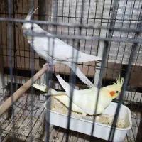 جوجه عروس هلندی|پرنده|لنگرود, |دیوار