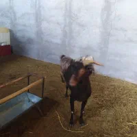 نر بز مورسیا اصل