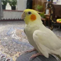 عروس هلندی لوتینو