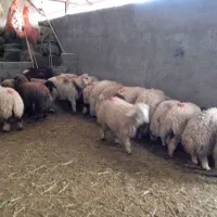 بره پرواری وصادراتی|حیوانات مزرعه|کوهدشت, |دیوار