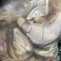 غذای حیوانات خانگی (سگ و گربه)