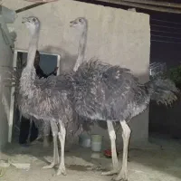 شترمرغ پرواری کشتار