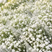 گل عروس ژیپسوفیلا