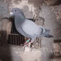 3شلوار پرشی