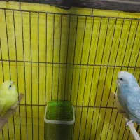 مرغ عشق دستی