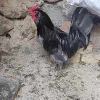 خروس گلین