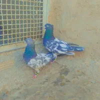 کبوتر|پرنده|کاشمر, |دیوار