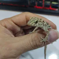 فوق‌العاده جذاب دیدنی|خزنده|مشهد, هفده شهریور|دیوار