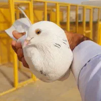 کبوتر پاکستانی|پرنده|چابهار, |دیوار