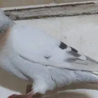 کفتر سبزوسوسنی دم سفید|پرنده|شیراز, حومه شیراز|دیوار