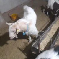 کهره نر سانن دورگ