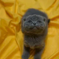 بلو|گربه|نیشابور, شهرک فرهنگیان|دیوار