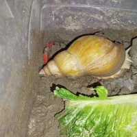 حلزون البینو بسیار بزرگ