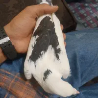 کبوتر هوایی