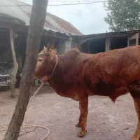 ۱۵۰۰۰۰۰