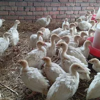 فروش جوجه بوقلمون سفید بیوتی 6|حیوانات مزرعه|بانه, |دیوار