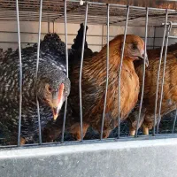 جوجه مرغ خروس بومی محلی تخمگذار لوهمن آمروک پاسیاه|حیوانات مزرعه|شیراز, دودمان|دیوار