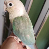 گرینچیک  دستی