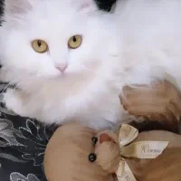 واگذاری گربه