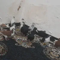 کبوتر رنگی درجه یک