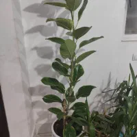 گل فیکوس سبز