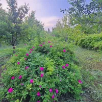گل محمدی|خوردنی و آشامیدنی|ایواوغلی, |دیوار