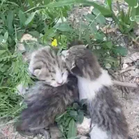 واگذرای بچه گربه