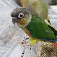 راهب گرینچیک کوتوله برزیلی عروس هلندی|حراج|رشت, لاکان|دیوار