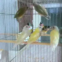 فنچ گلدین جوجه نیم رنگ سایز درشت