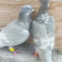 کبوتر خطی|پرنده|شیراز, ریاستی|دیوار