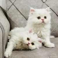 واگذاری پرشین اصیل