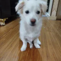 سگ پودل|سگ|رباط‌کریم, مسکن مهر آبشناسان|دیوار