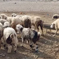 شیشک و میش بره دار و آبستن گلون|حیوانات مزرعه|جره و بالاده, |دیوار